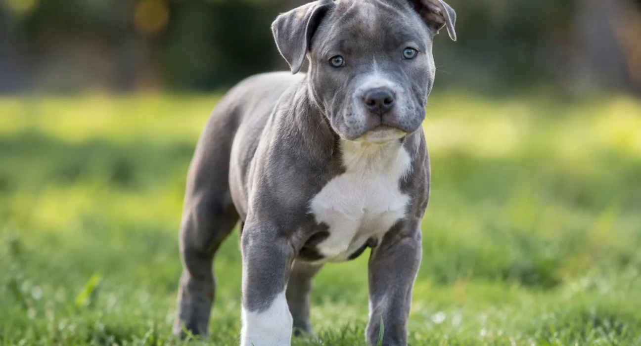 american staffordshire terrier
