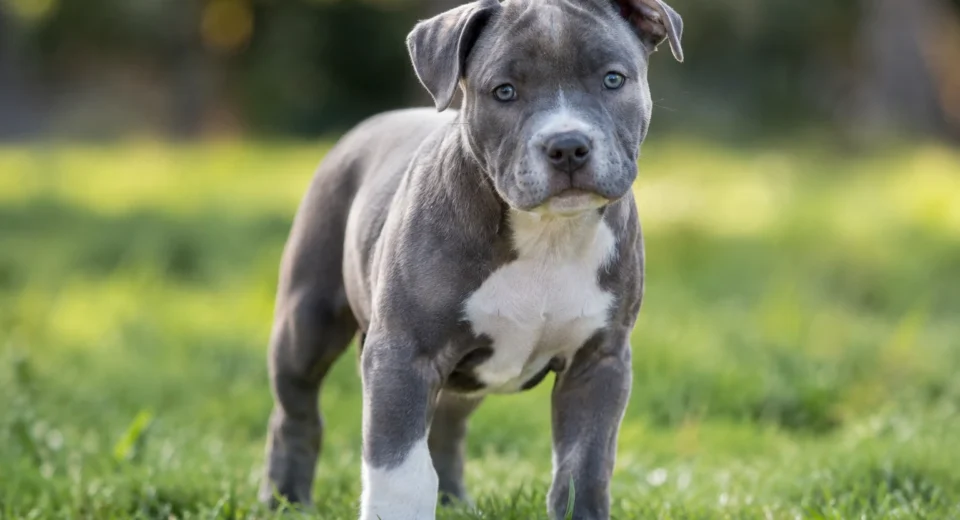 american staffordshire terrier