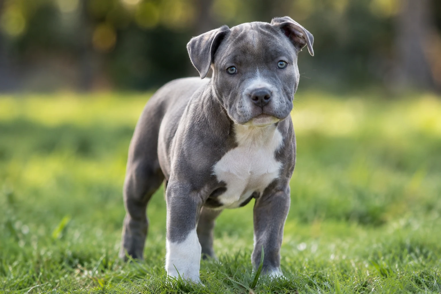american staffordshire terrier